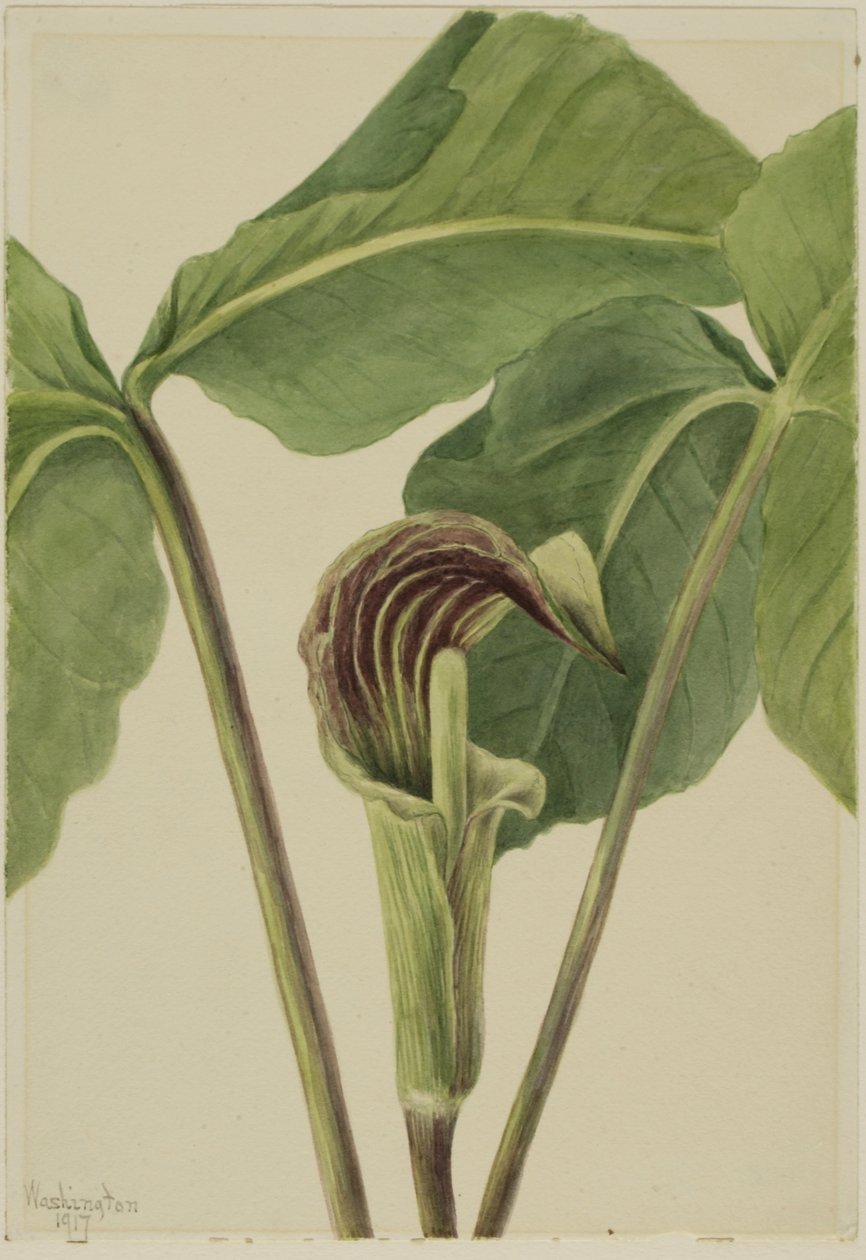 Arisaema triphyllum (Arisaema triphyllum) de Mary Vaux Walcott