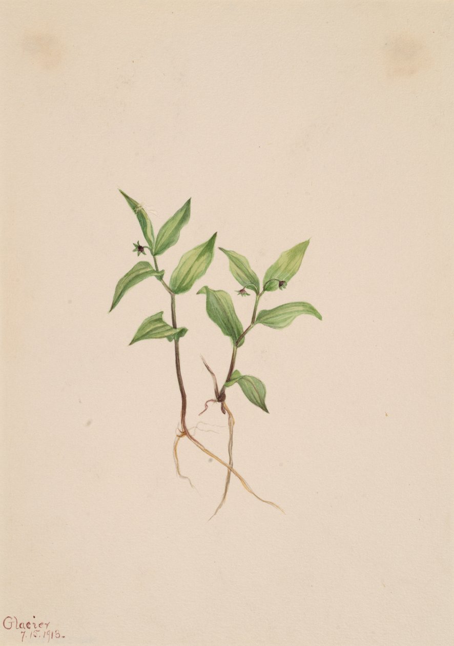 Kruhsea Kruhsea streptopoides de Mary Vaux Walcott