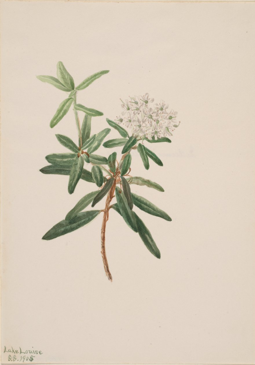 Té de Labrador Ledum groenlandicum, 1905 de Mary Vaux Walcott