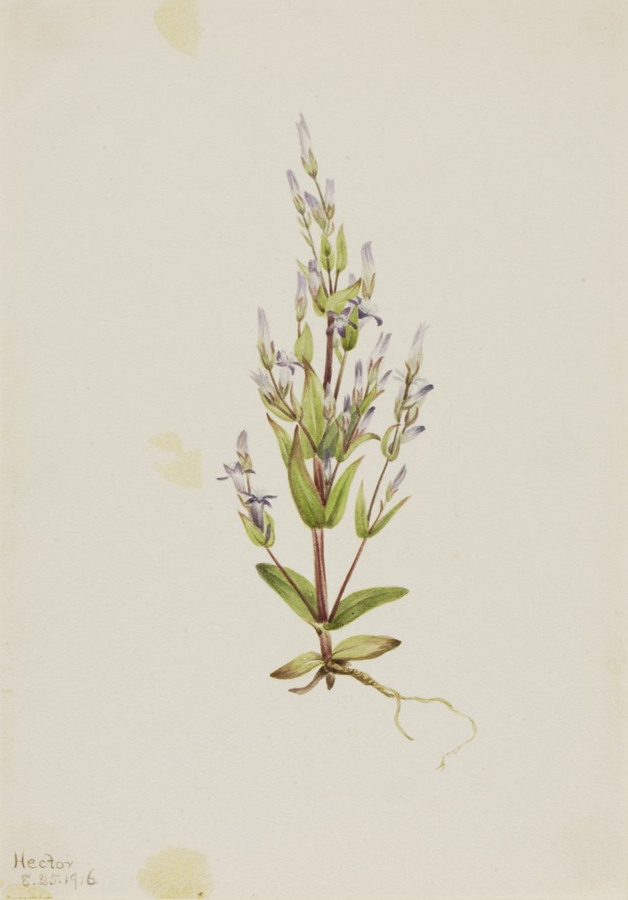 Genciana de escalera (Gentiana acuta) de Mary Vaux Walcott