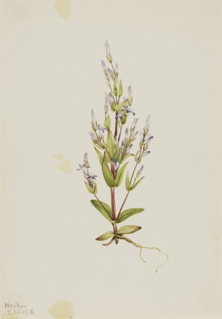 Genciana de escalera Gentiana acuta, 1916 de Mary Vaux Walcott