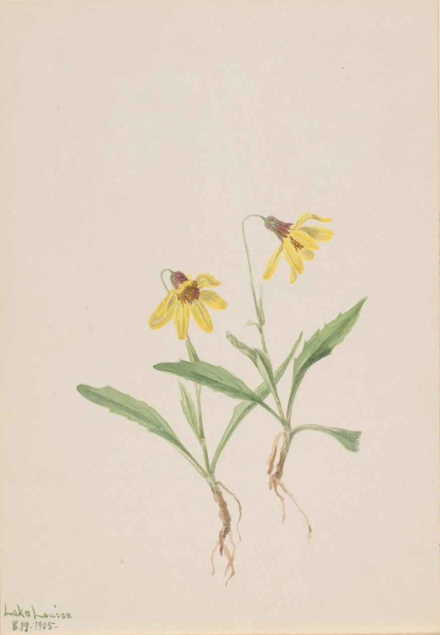 Árnica del lago Louise (Arnica louisiana) de Mary Vaux Walcott