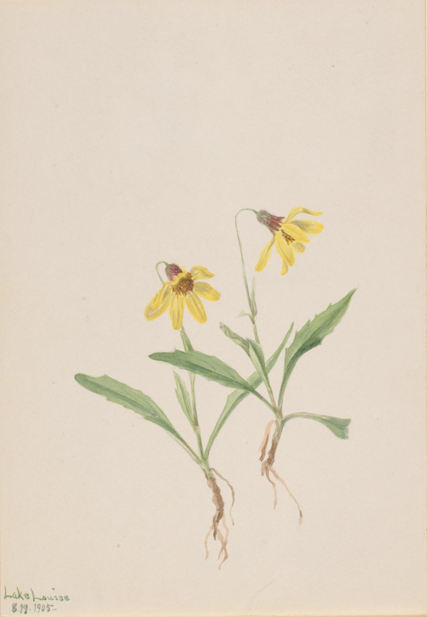 Lago Louise Arnica Arnica louisiana, 1905 de Mary Vaux Walcott