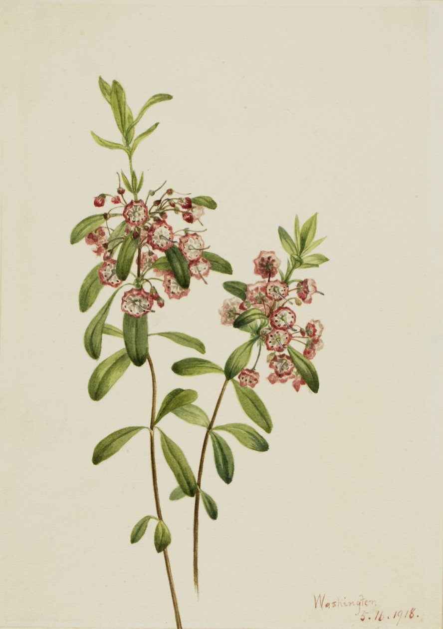 Lambkill Kalmia angustifolia, 1918 de Mary Vaux Walcott