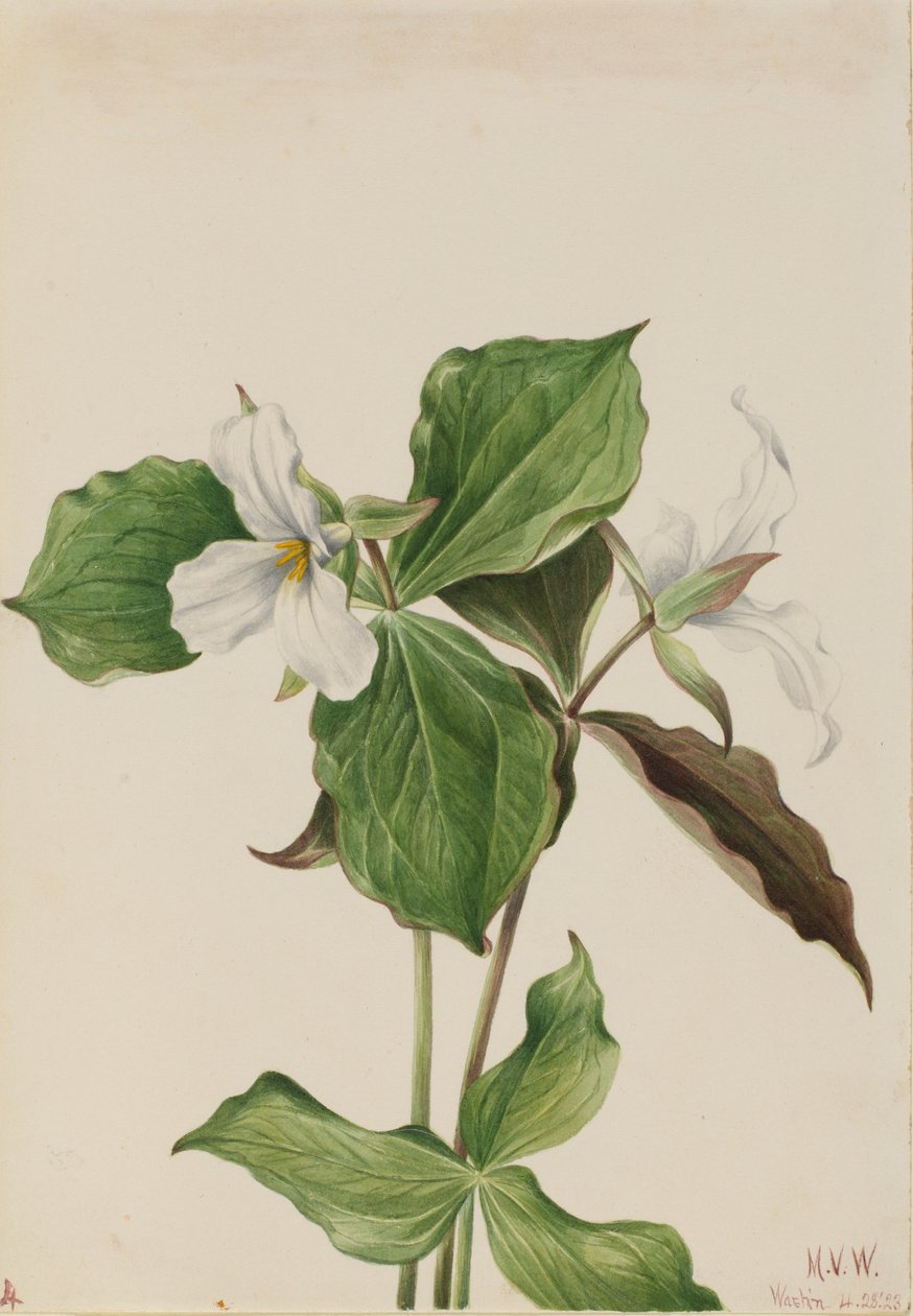 Trillium blanco grande (Trillium grandiflorum) de Mary Vaux Walcott