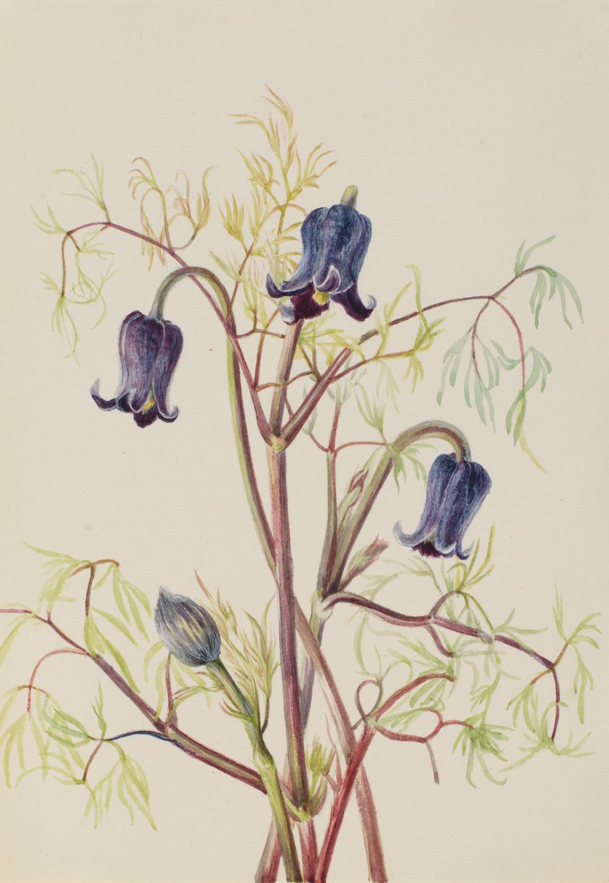 Flor de cuero Clematis hirsutissima de Mary Vaux Walcott