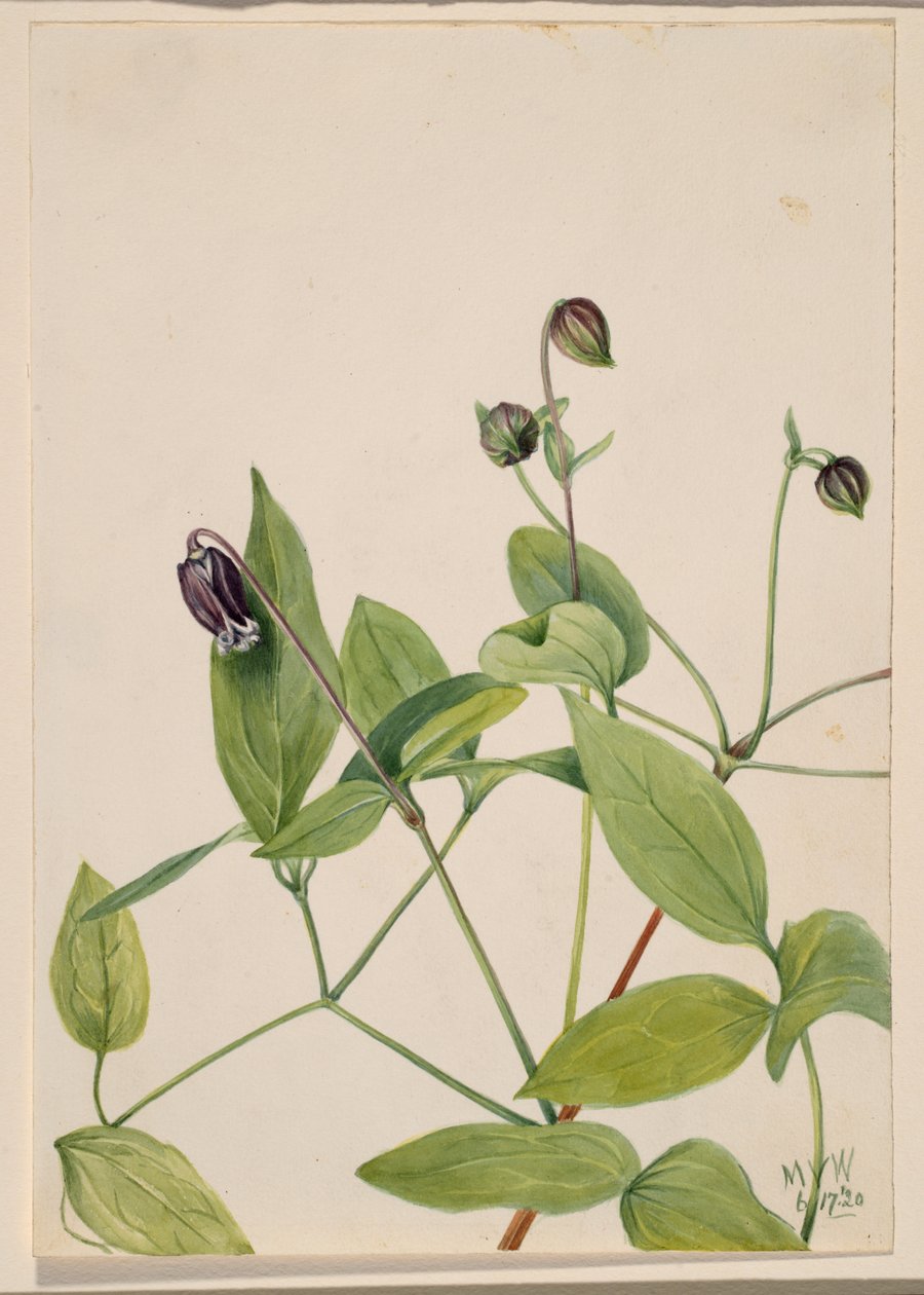 Flor de cuero Clematis viorna, 1920 de Mary Vaux Walcott