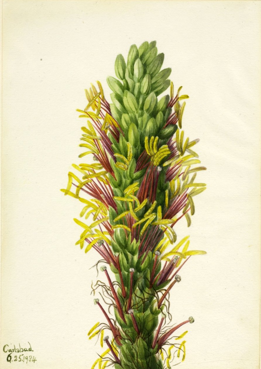 Lechuguilla (Agava lechuguilla) de Mary Vaux Walcott