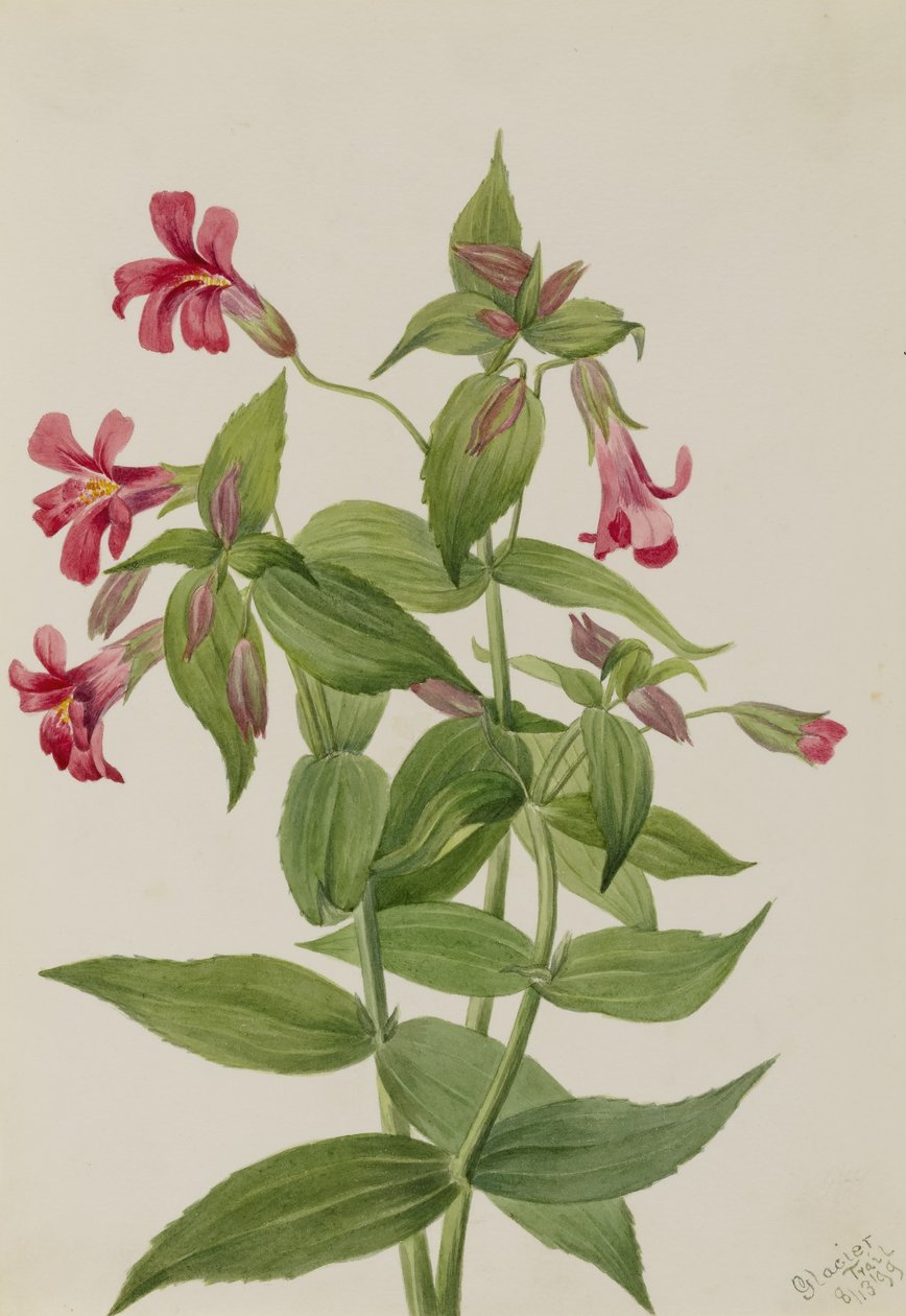 Flor del mono de Lewis (Mimulus lewisii) de Mary Vaux Walcott