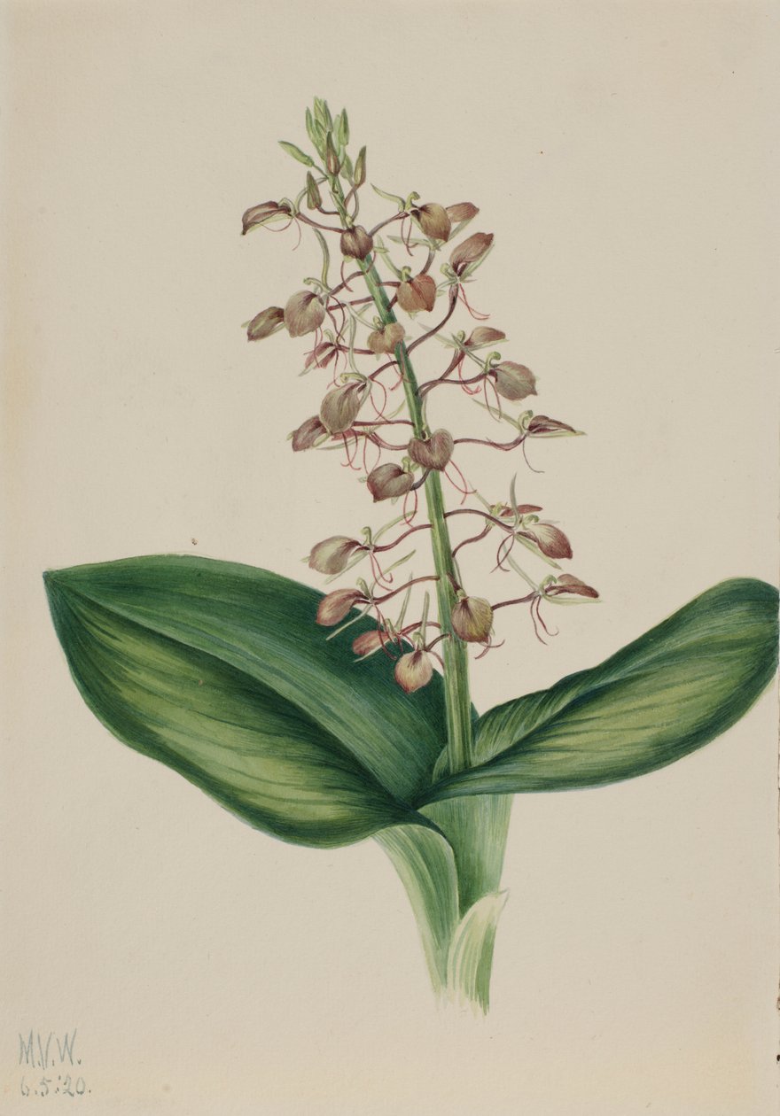 Lirio de los valles (Liparis liliifolia) de Mary Vaux Walcott