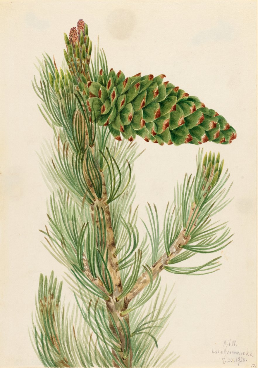 Pino limbero (Pinus flexilis) de Mary Vaux Walcott