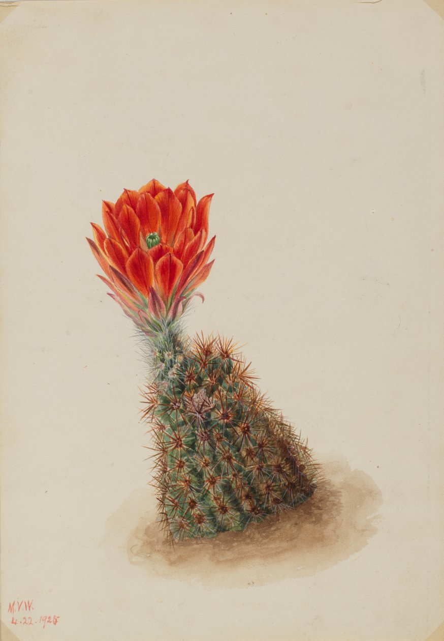 Cactus fresa de Lloyd (Echinocereus lloydii) de Mary Vaux Walcott