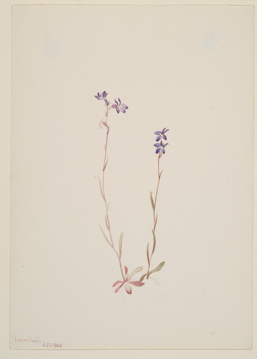 Lobelia Kalmii de Mary Vaux Walcott