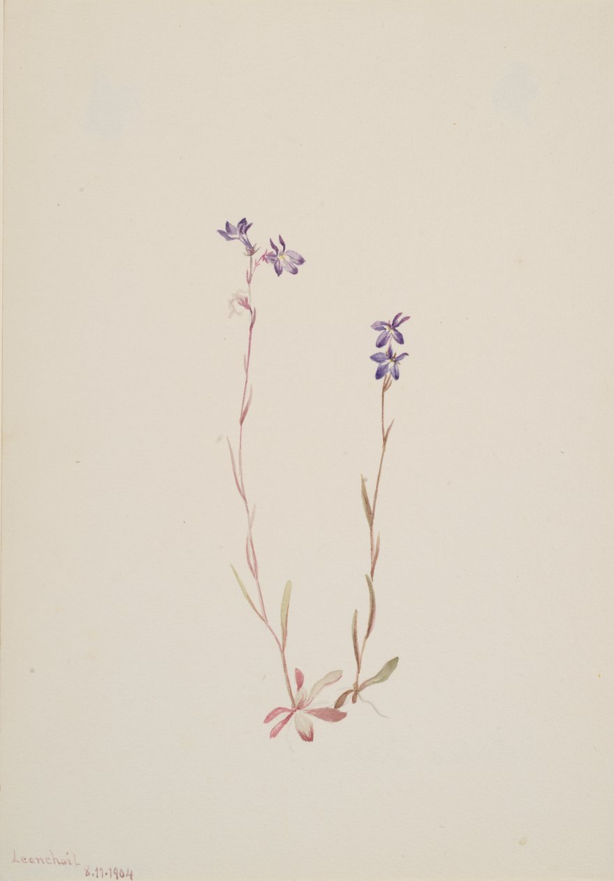 Lobelia Kalmii, 1904 de Mary Vaux Walcott