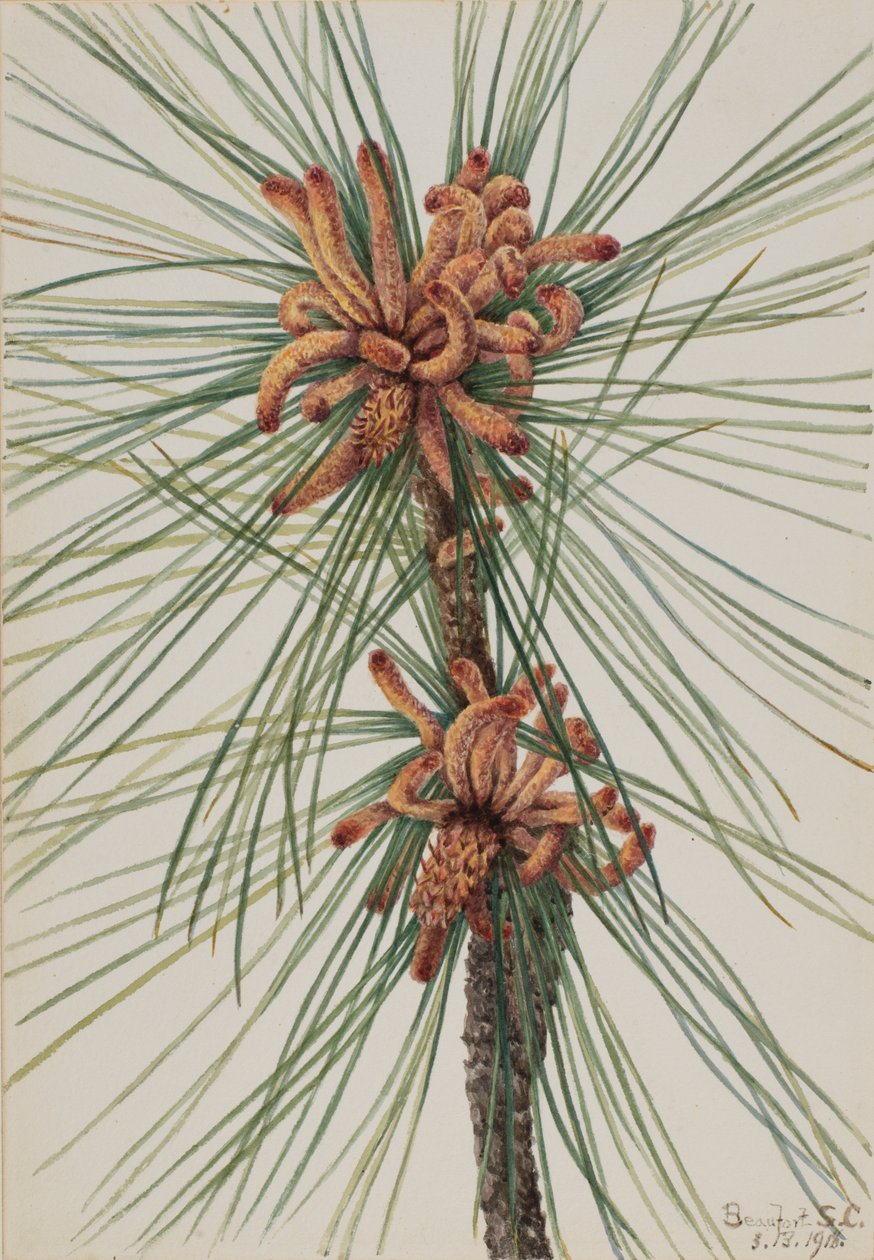 Pino taeda (Pinus taeda) de Mary Vaux Walcott