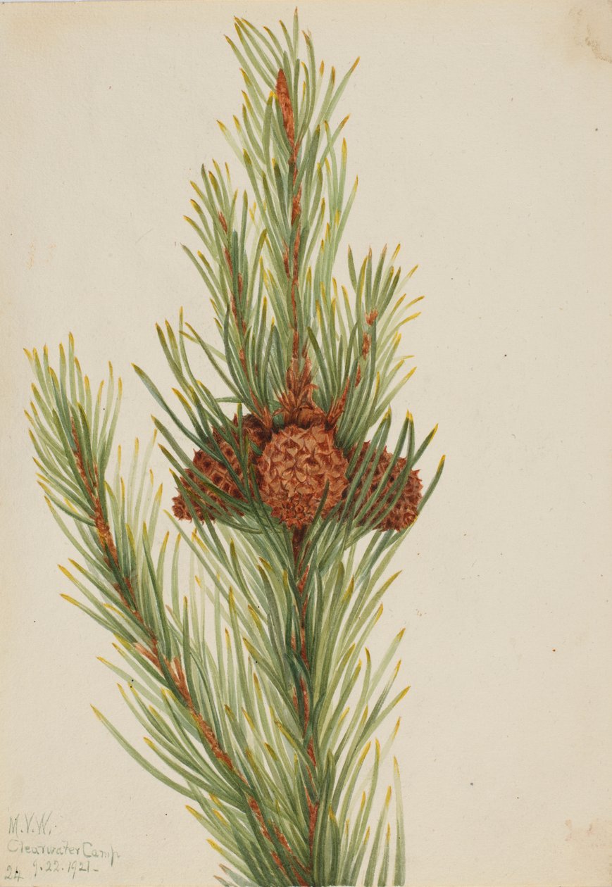 Pino Lodgepole (Pinus Contorta murrayana) de Mary Vaux Walcott
