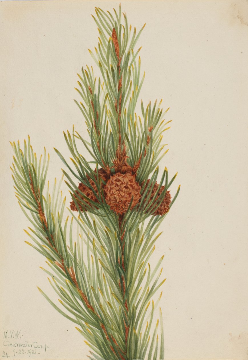 Pino de Lodgepole Pinus Contorta murrayana, 1921 de Mary Vaux Walcott