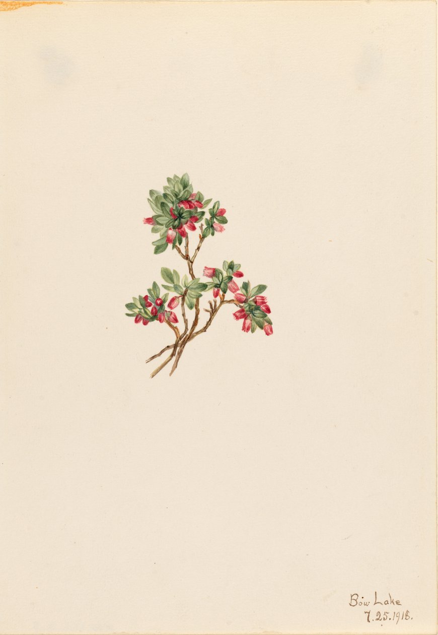 Arándano rojo bajo (Vaccinium caespitosum) de Mary Vaux Walcott