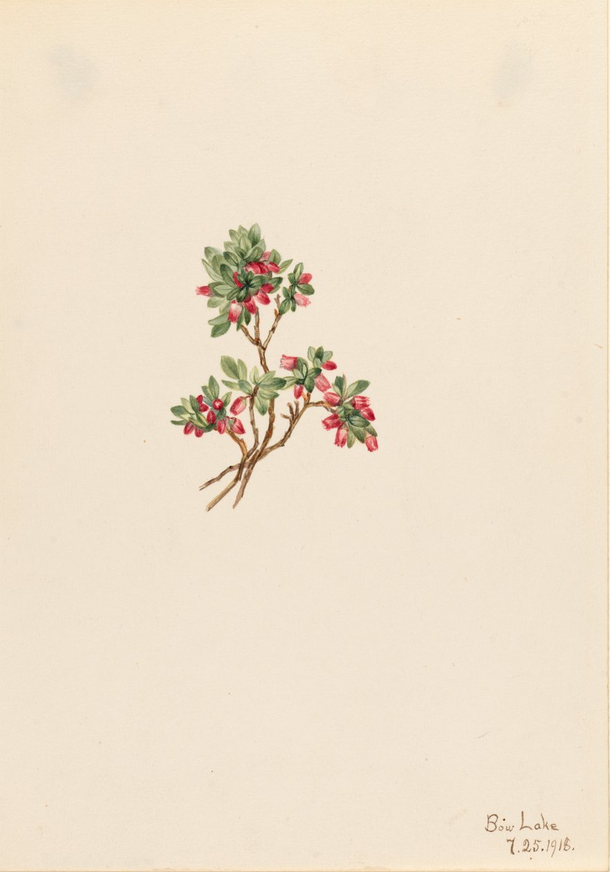 Arándano bajo Vaccinium caespitosum, 1918 de Mary Vaux Walcott