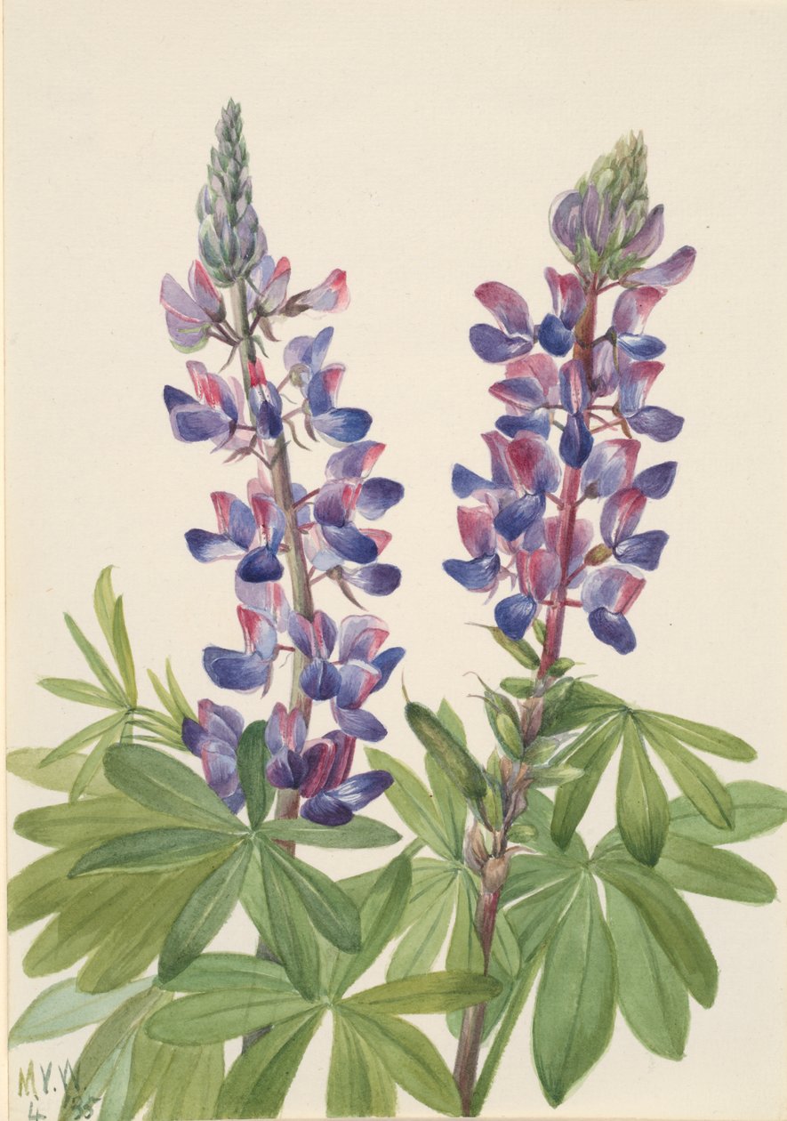 Lupino Lupinus fornosus, 1935 de Mary Vaux Walcott