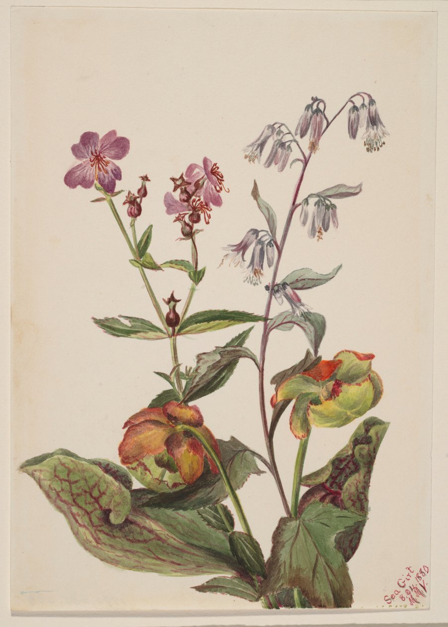 Bella de los prados (Rhexia virginica), Roat de cascabel (Nabalus albus), Sarracenia purpurea (Sarracenia purpurea) de Mary Vaux Walcott