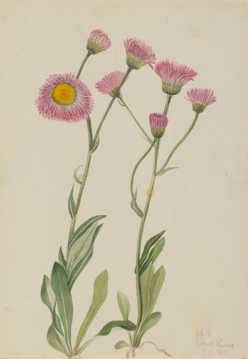 Flor de los prados (Erigeron speciosus) de Mary Vaux Walcott