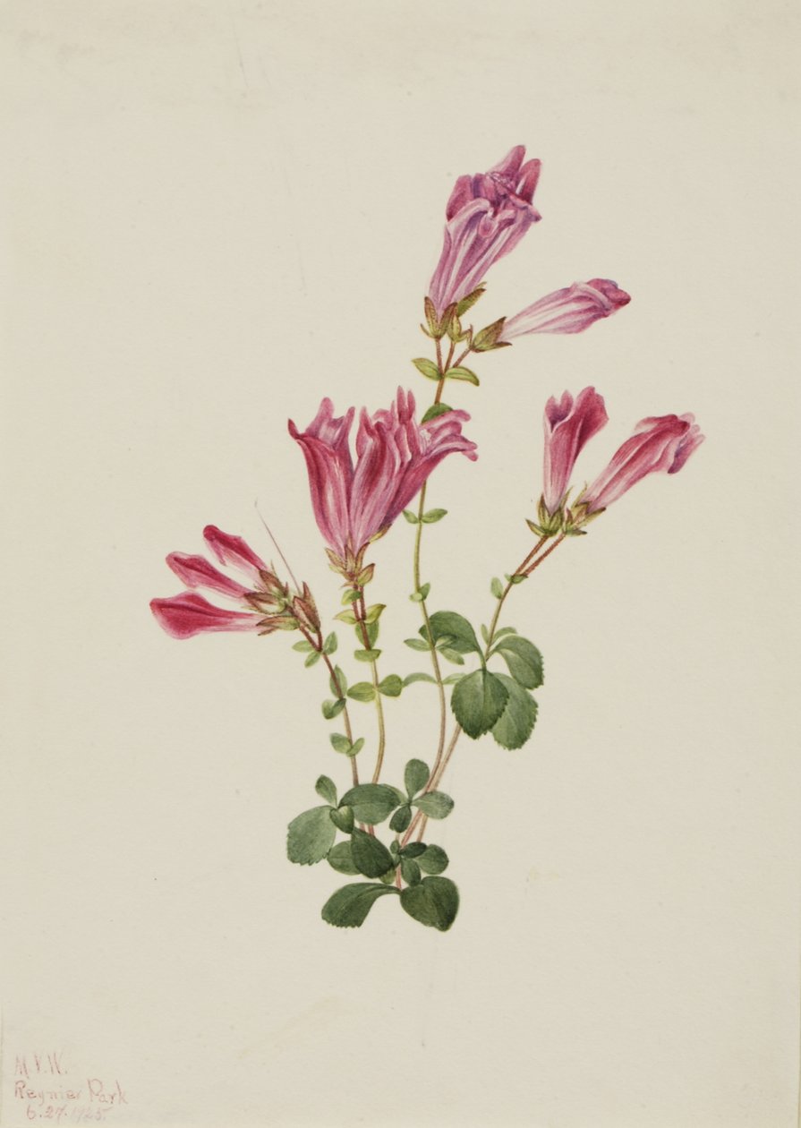 Pentstemon de Menzies Pentstemon menziesii, 1925 de Mary Vaux Walcott