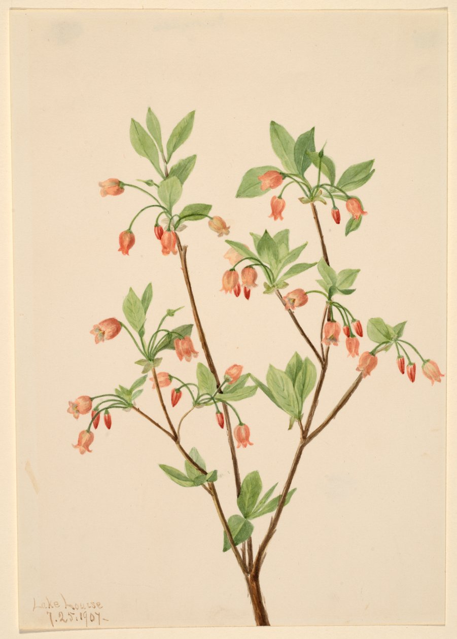 Menziesea Menziesea glabella, 1907 de Mary Vaux Walcott