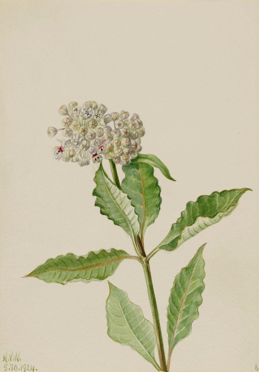 Algodoncillo Ascelpias, 1924 de Mary Vaux Walcott