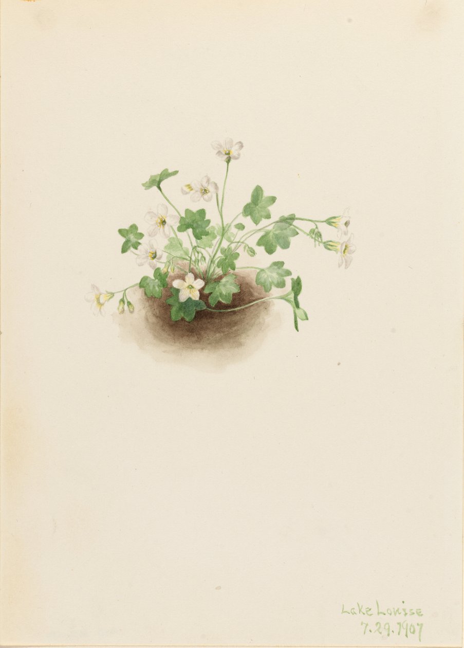 Romanzoffia sitchensis (Romanzoffia sitchensis) de Mary Vaux Walcott