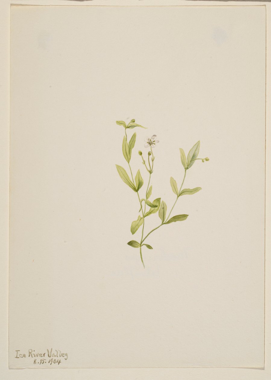Moehringia laberiflora de Mary Vaux Walcott
