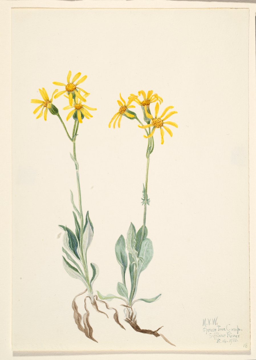Montana Parnassia Parnassia montanesis, 1920 de Mary Vaux Walcott