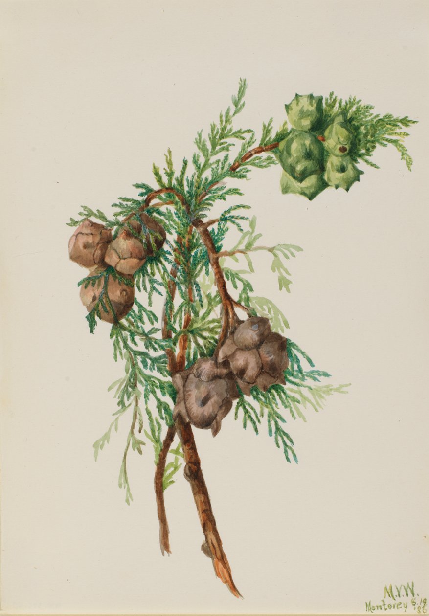 Ciprés de Monterrey (Cupressus macrocarpa) de Mary Vaux Walcott
