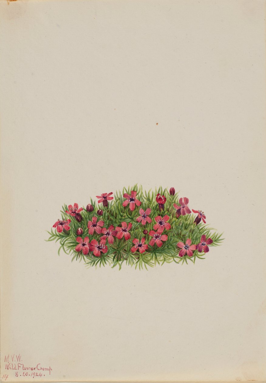 Campión de musgo (Silene acaulis) de Mary Vaux Walcott