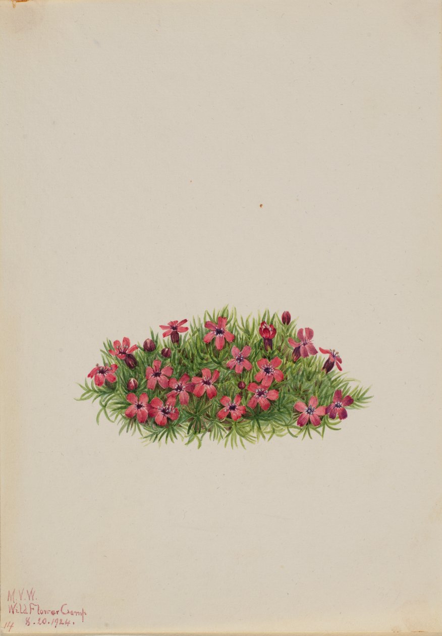 Moss Campion Silene acaulis, 1924 de Mary Vaux Walcott