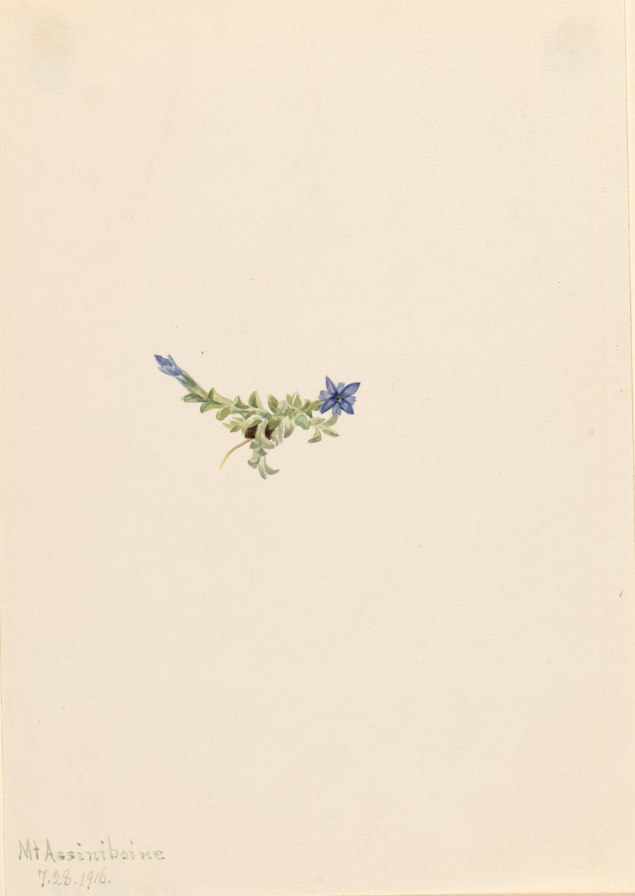 Genciana de musgo (Gentiana prostrata) de Mary Vaux Walcott