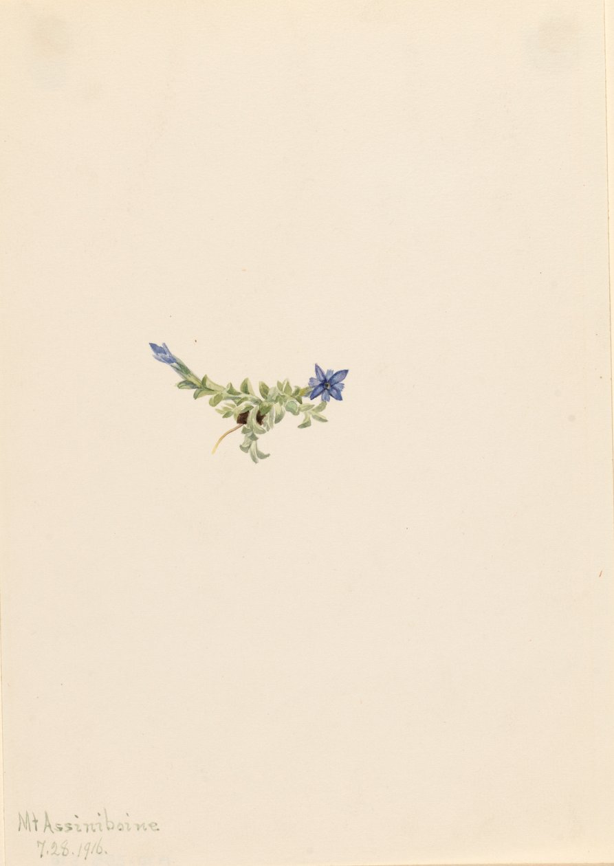 Genciana musgosa Gentiana prostrata, 1916 de Mary Vaux Walcott