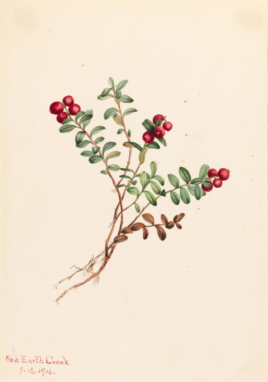 Arándano rojo de montaña (Vaccinium vitisdaea minus) de Mary Vaux Walcott