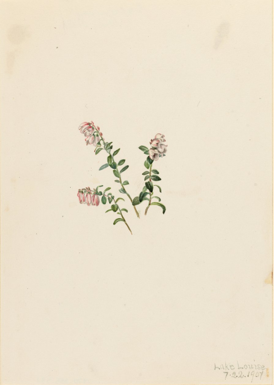 Arándano rojo de montaña (Vaccinium vitisidaea minus) de Mary Vaux Walcott