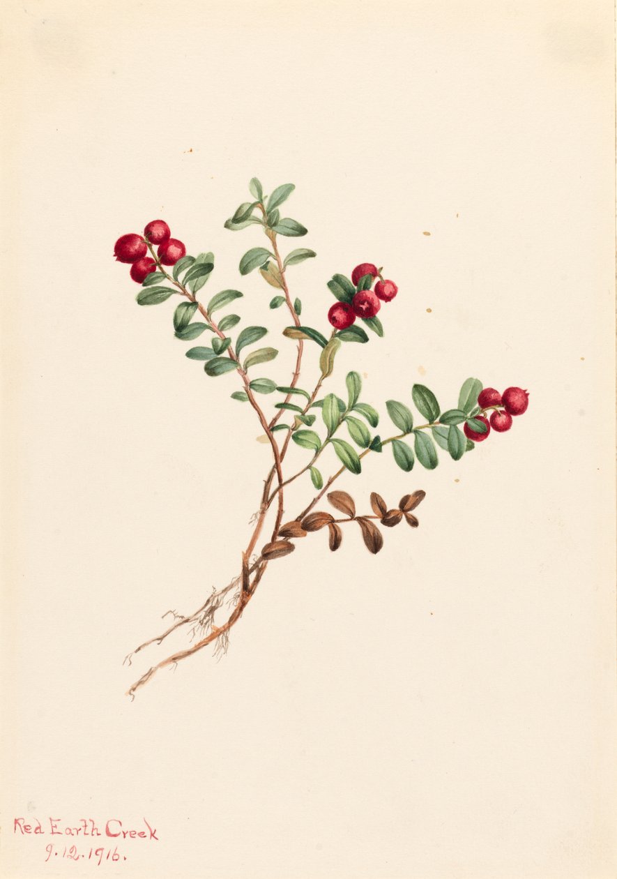 Arándano de montaña Vaccinium vitis-idaea minus de Mary Vaux Walcott