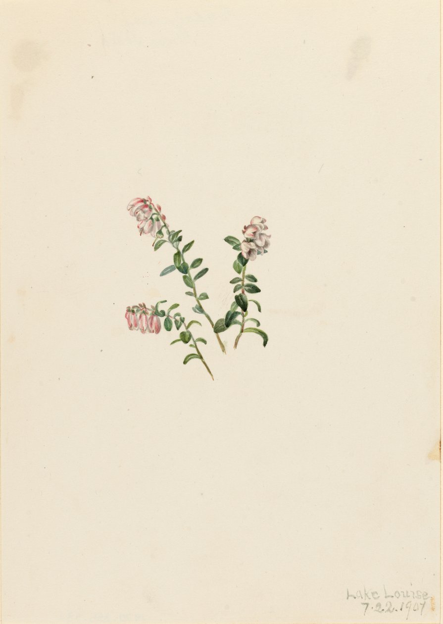 Arándano rojo Vaccinium vitisidaea minus de Mary Vaux Walcott