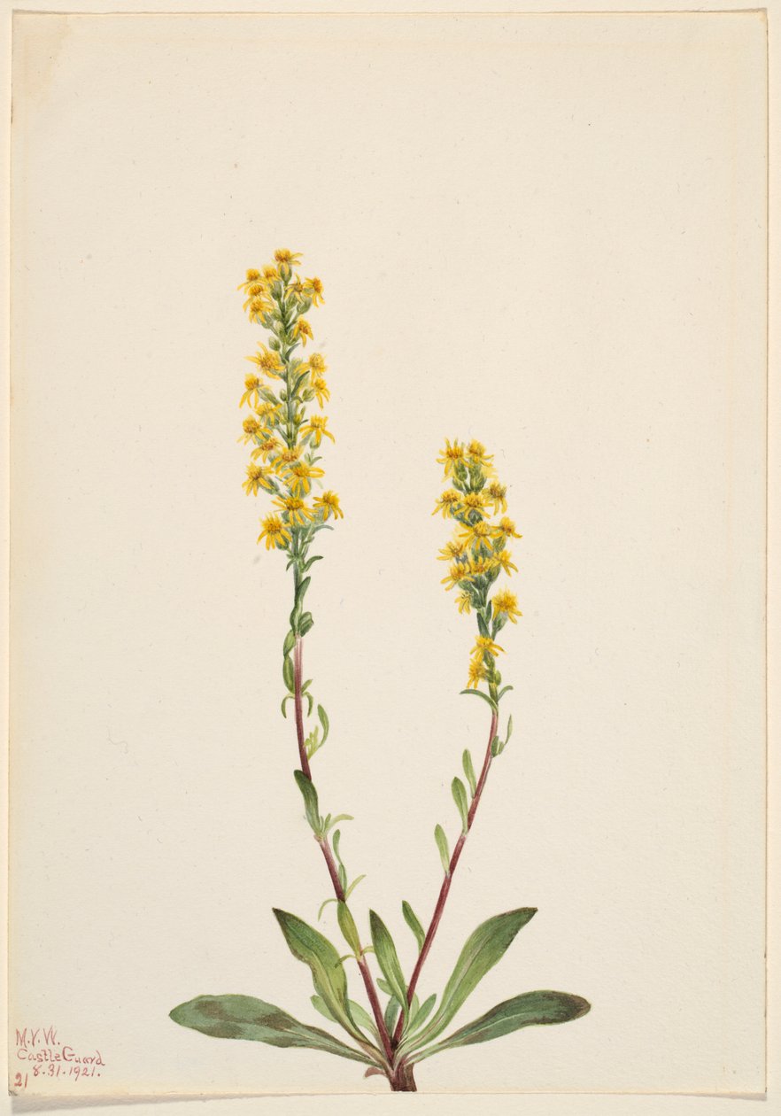 Vara de oro de montaña (Solidago oreophila) de Mary Vaux Walcott