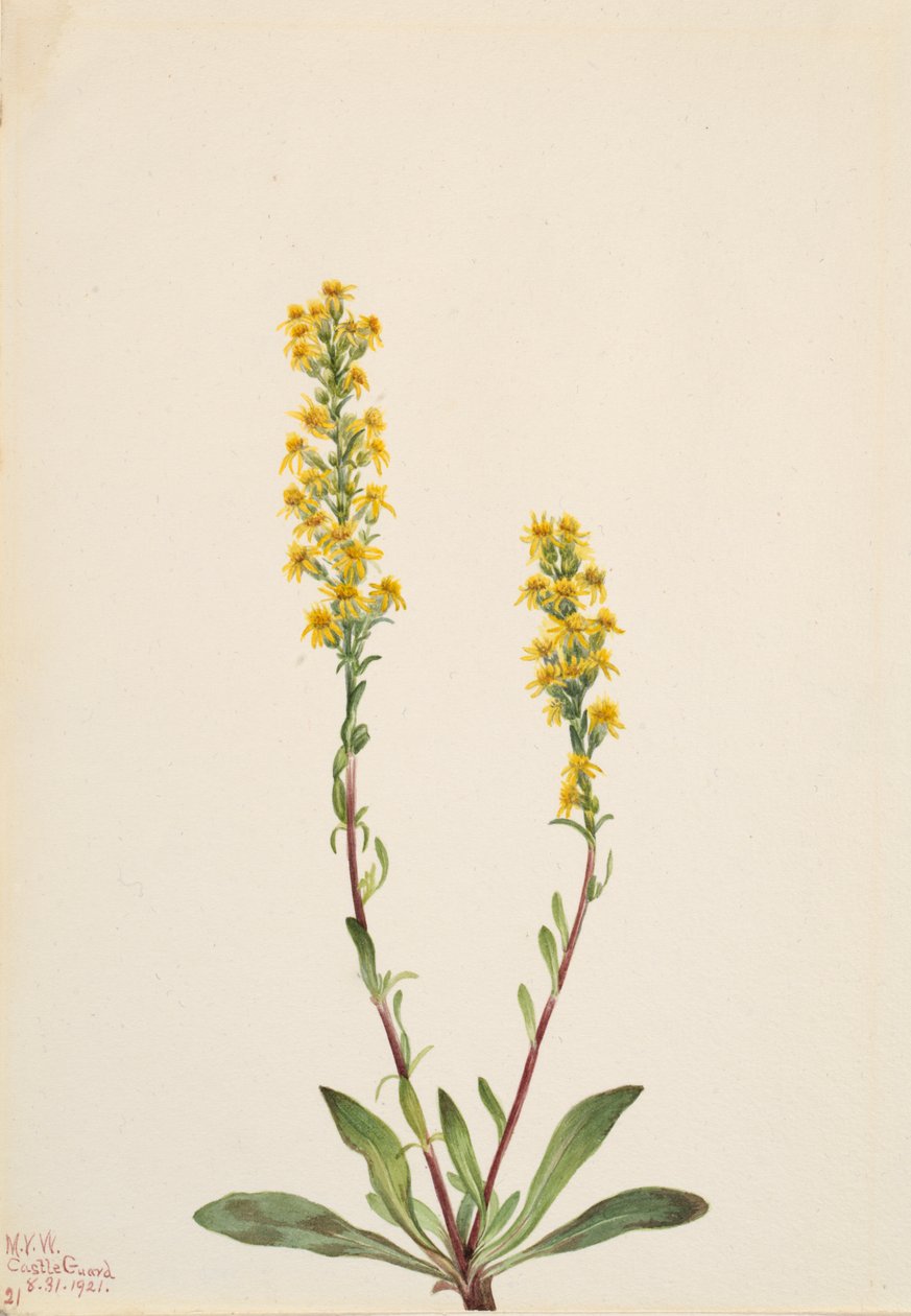 Vara de oro de montaña Solidago oreophila, 1921 de Mary Vaux Walcott