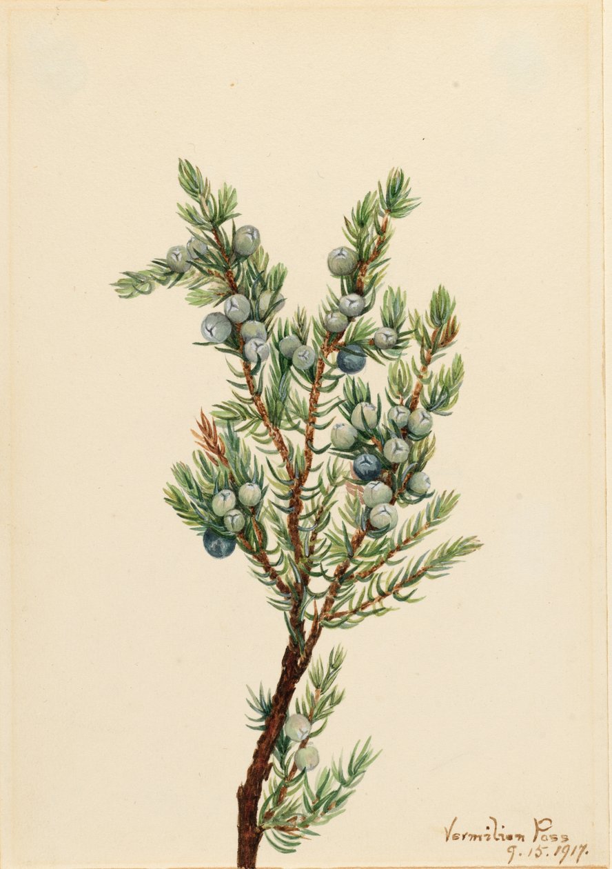Enebro de montaña (Juniperus sibirica) de Mary Vaux Walcott