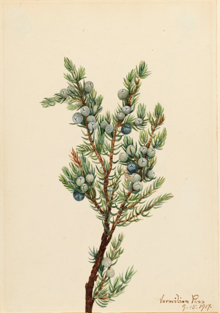 Enebro de montaña Juniperus sibirica de Mary Vaux Walcott