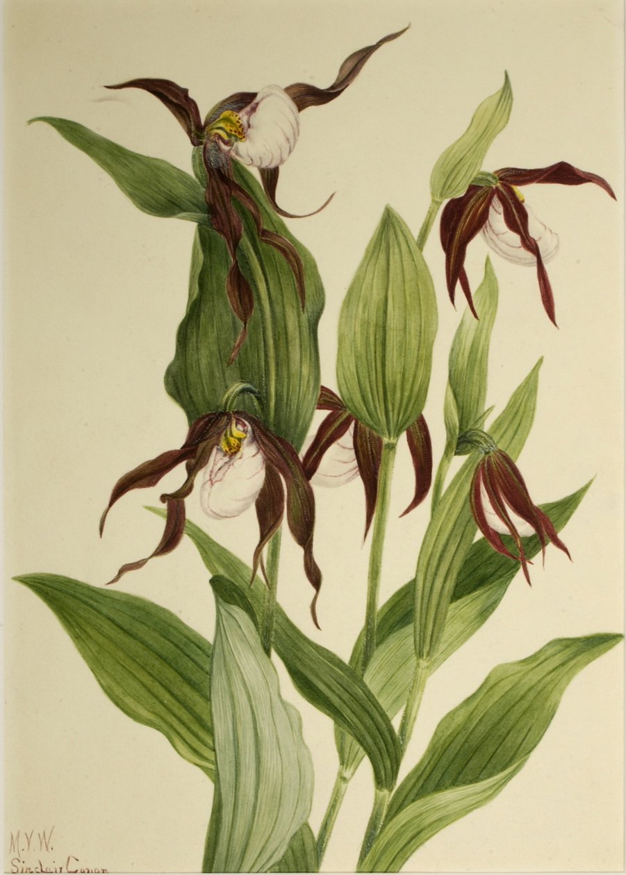 Zapatito de montaña (Cypripedium montanum) de Mary Vaux Walcott