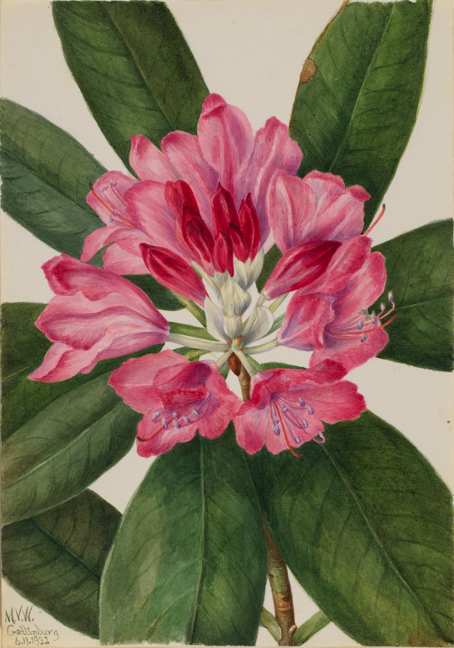 Rosal de montaña (Rhododendron catawbiense) de Mary Vaux Walcott