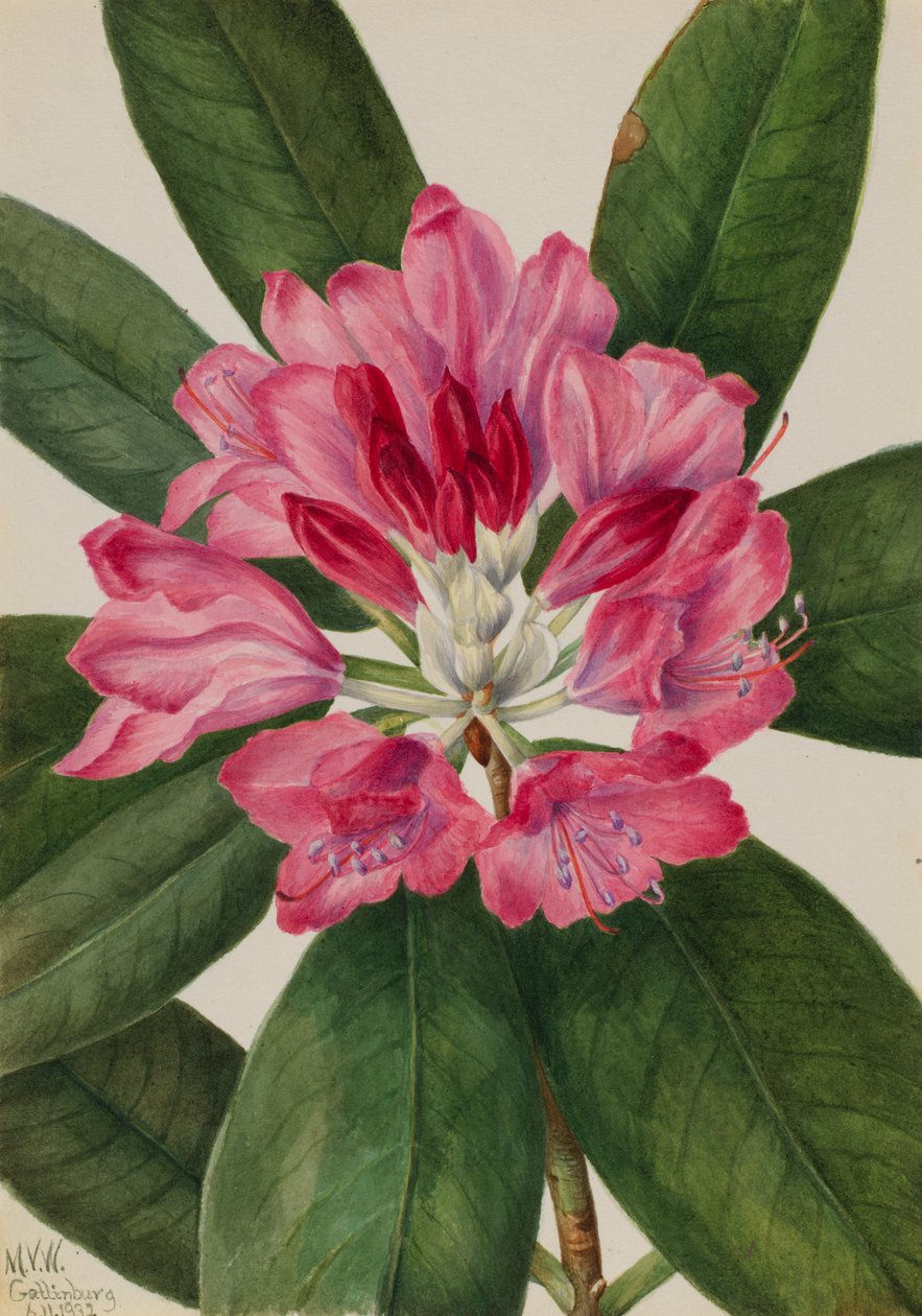 Rhododendron catawbiense, 1932 de Mary Vaux Walcott