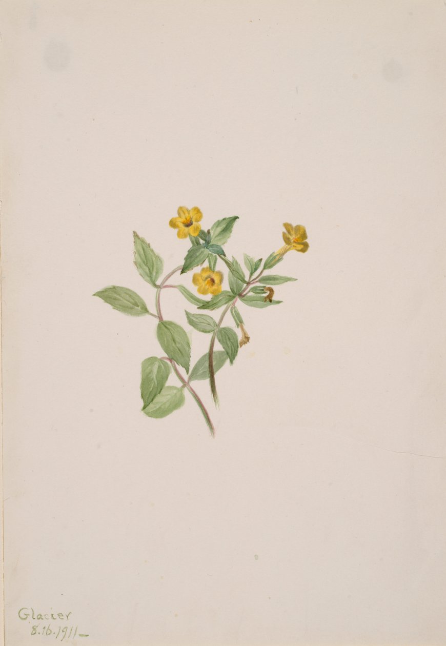 Flor de almizcle Mimulus moschatus, 1911 de Mary Vaux Walcott