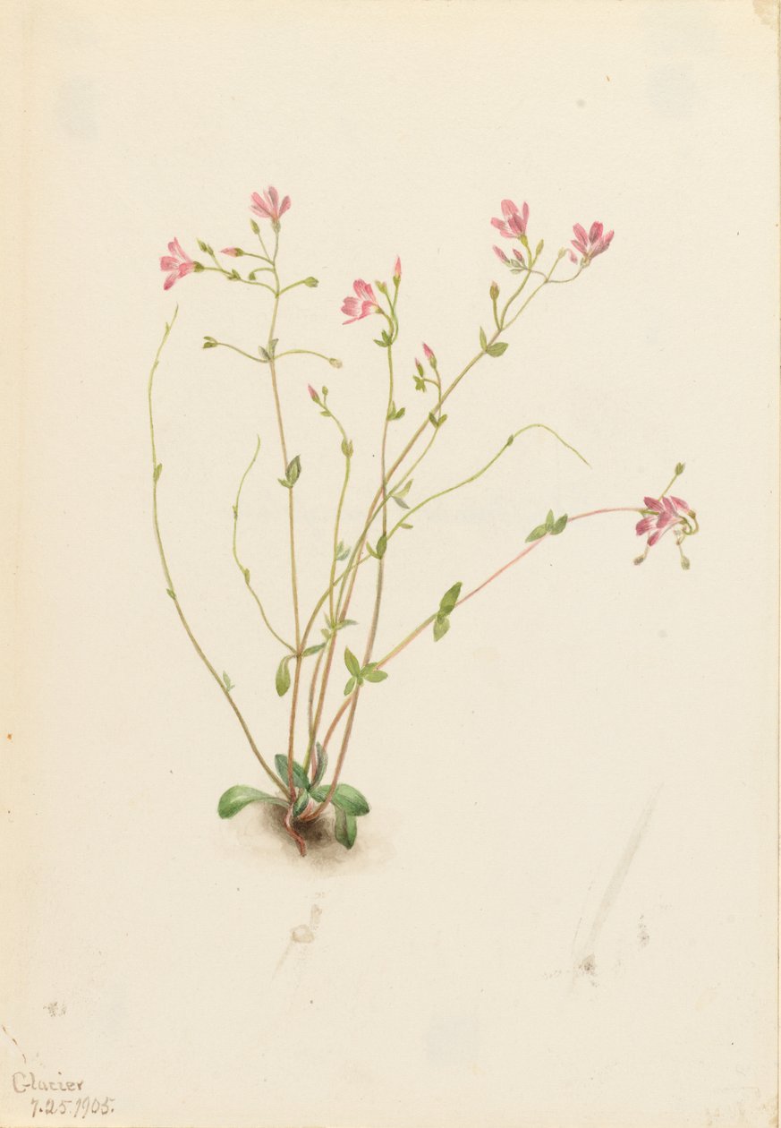 Náyade belleza de primavera (Claytonia parvifolia) de Mary Vaux Walcott